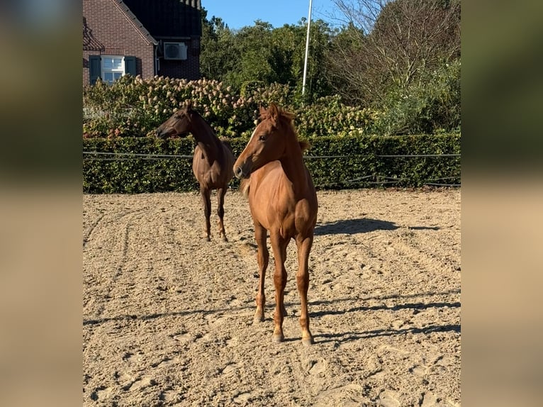 KWPN Hengst 1 Jaar Vos in Mastenbroek