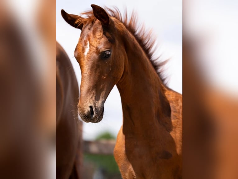 KWPN Hengst 1 Jaar Vos in Oosterhout