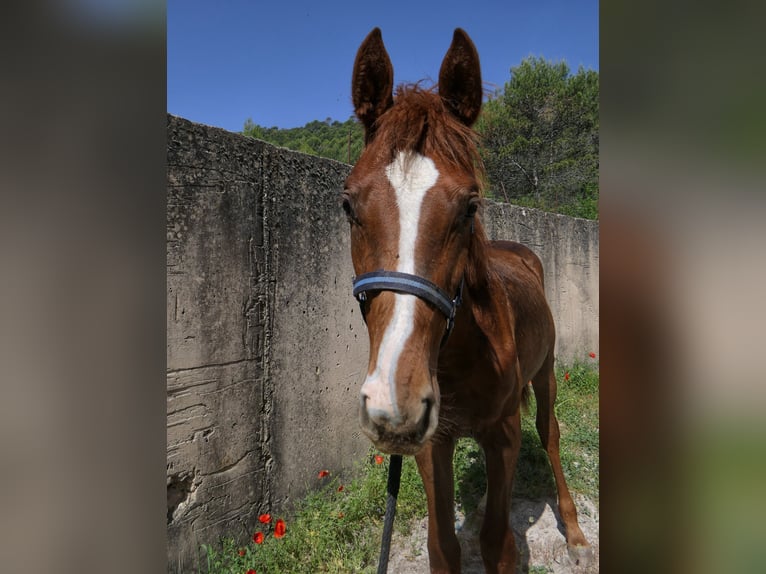 KWPN Hengst 1 Jaar Vos in Agrupacion Santo Tome