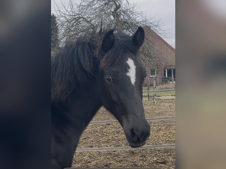 KWPN Hengst 1 Jaar Zwart in Bedburg-Hau