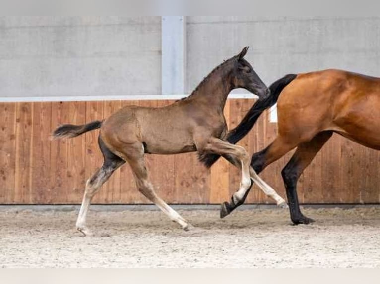 KWPN Hengst 1 Jaar Zwart in Coesfeld