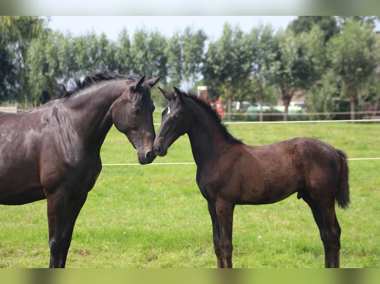 KWPN Hengst 1 Jaar Zwart in Langerak