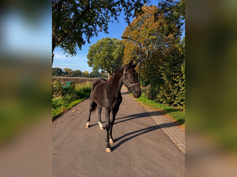 KWPN Hengst 1 Jaar Zwart in Oosterhout