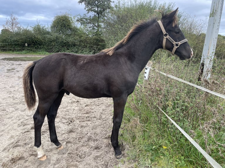 KWPN Hengst 1 Jaar Zwartbruin in Kerkrade