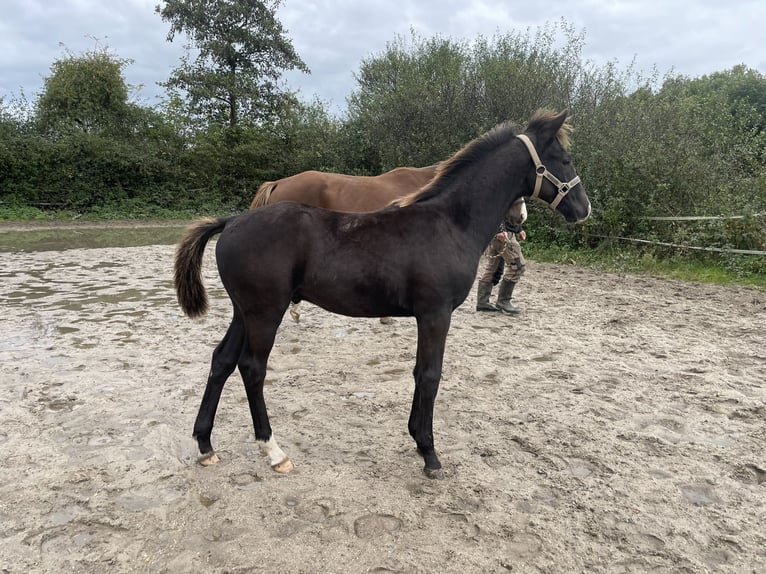 KWPN Hengst 1 Jaar Zwartbruin in Kerkrade