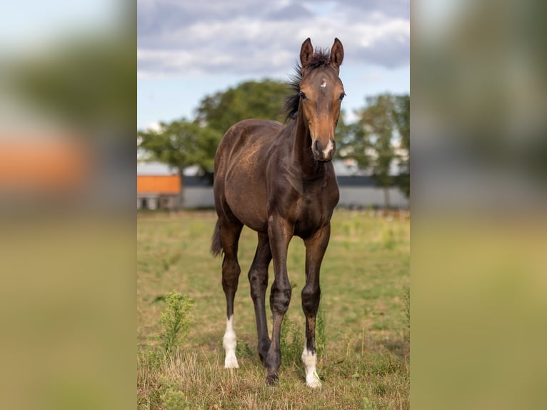 KWPN Hengst 1 Jaar Zwartbruin in Mill