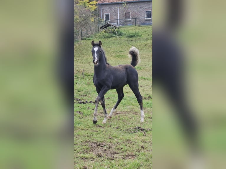 KWPN Hengst 1 Jaar Zwartbruin in Ravenstein