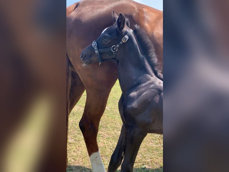 KWPN Hengst 1 Jaar Zwartbruin in Rockanje