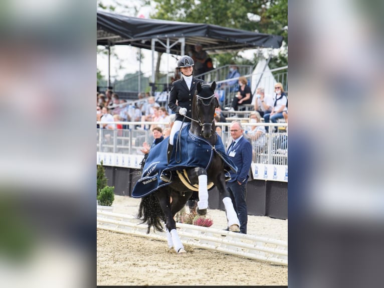 KWPN Hengst 1 Jaar Zwartbruin in Rockanje