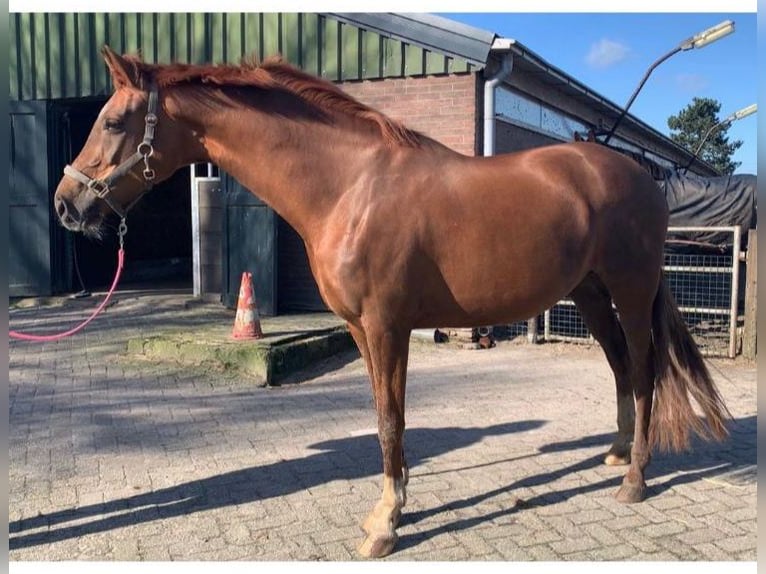 KWPN Hengst 1 Jaar Zwartbruin in Rockanje