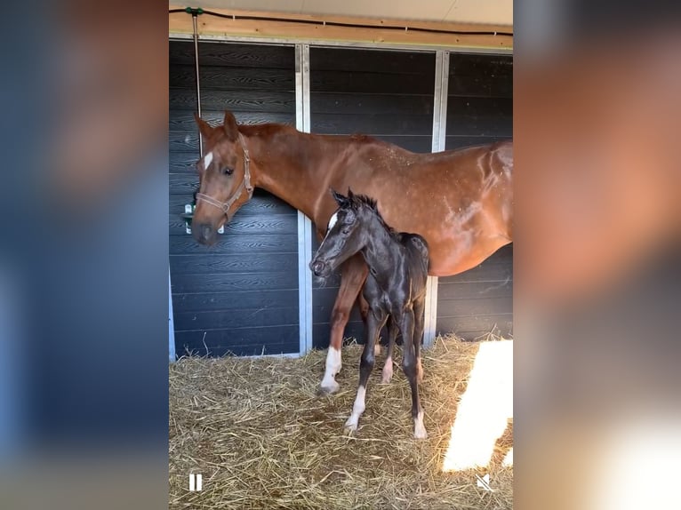 KWPN Hengst 1 Jaar Zwartbruin in Rockanje