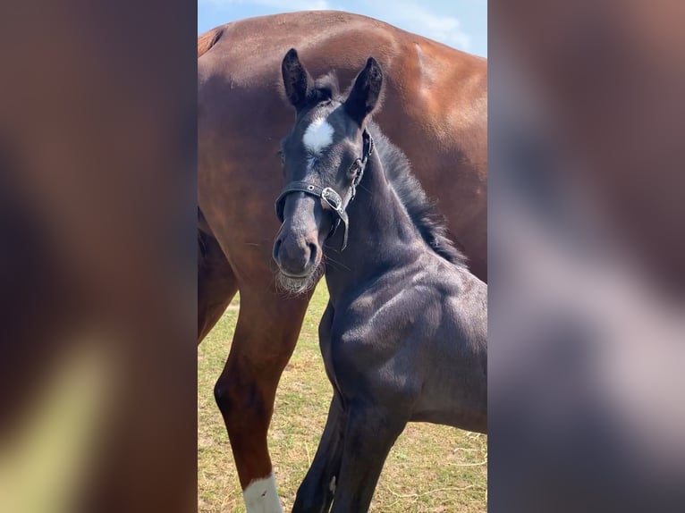 KWPN Hengst 1 Jaar Zwartbruin in Rockanje
