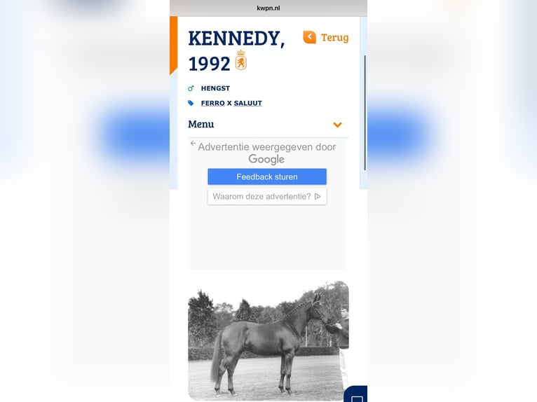 KWPN Hengst 1 Jaar Zwartbruin in Rockanje