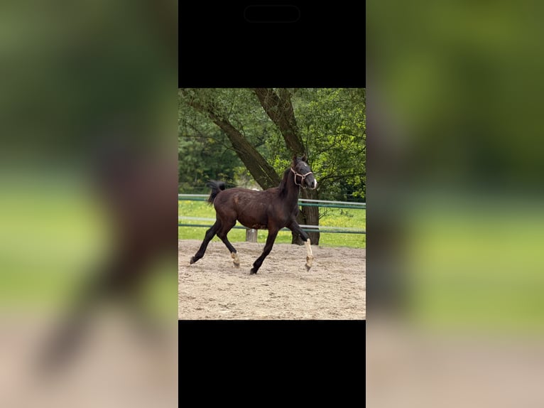 KWPN Hengst 1 Jahr 140 cm Rappe in Issum