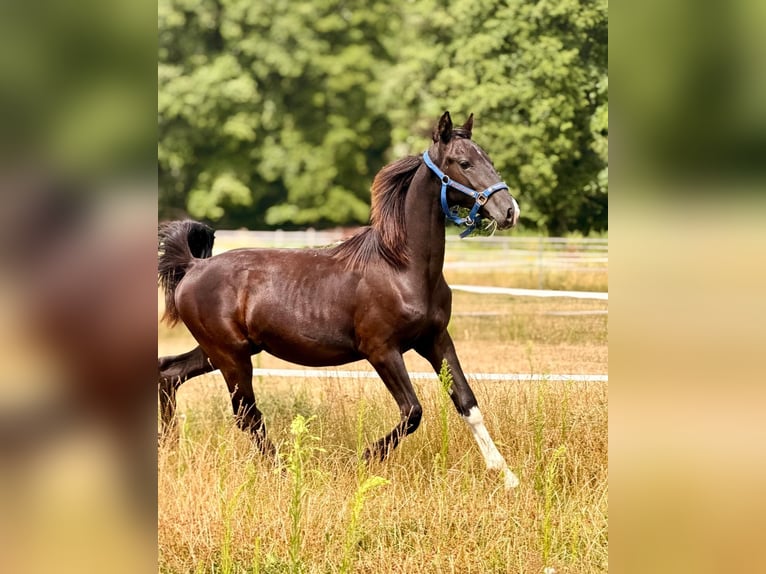 KWPN Hengst 1 Jahr 140 cm Rappe in Issum