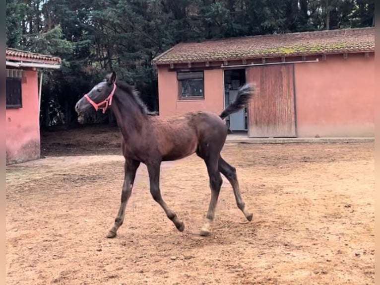 KWPN Mix Hengst 1 Jahr 145 cm Rappe in Husillos