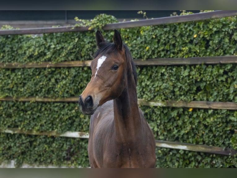 KWPN Hengst 1 Jahr 147 cm Dunkelbrauner in Waddinxveen