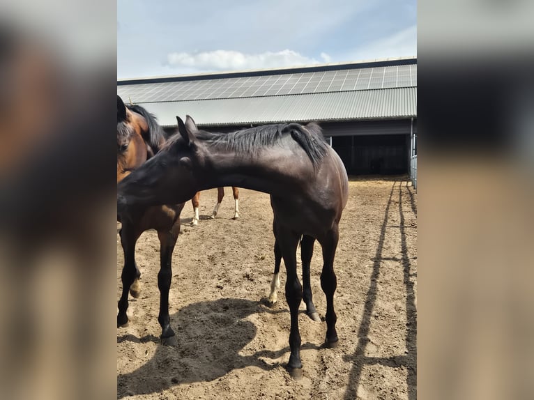 KWPN Hengst 1 Jahr 150 cm Rappe in Brakel