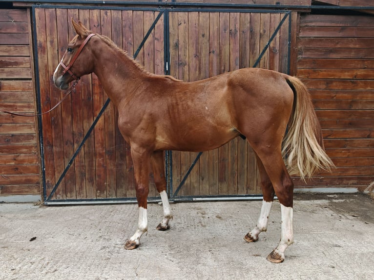 KWPN Hengst 1 Jahr 157 cm  in GROTE-BROGEL