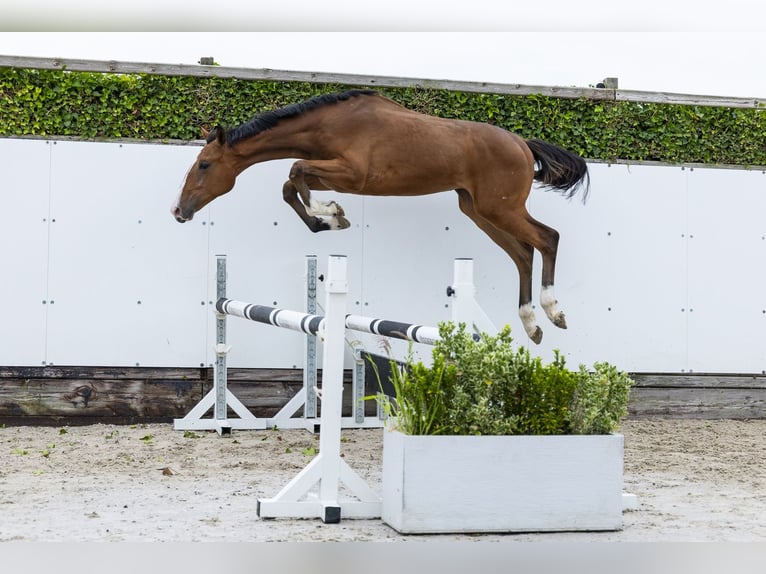 KWPN Hengst 1 Jahr 159 cm Brauner in Waddinxveen