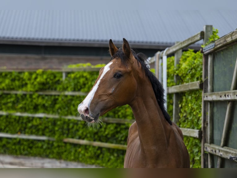 KWPN Hengst 1 Jahr 159 cm Brauner in Waddinxveen