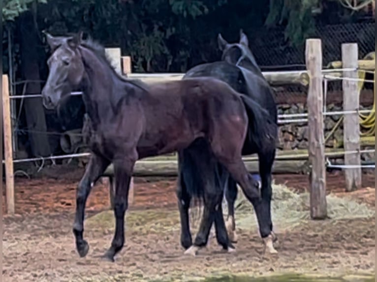 KWPN Mix Hengst 1 Jahr 160 cm Rappe in Husillos