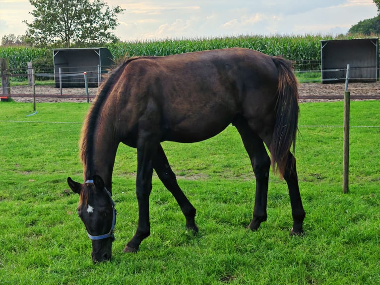 KWPN Hengst 1 Jahr 164 cm Rappe in Koewacht