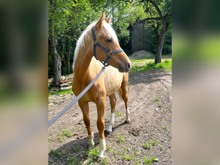 KWPN Hengst 1 Jahr 165 cm Palomino in Zell an der Pram