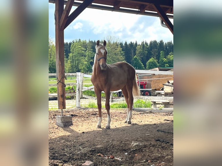 KWPN Hengst 1 Jahr 165 cm Palomino in Zell an der Pram