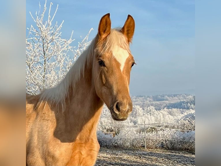 KWPN Hengst 1 Jahr 165 cm Palomino in Zell an der Pram