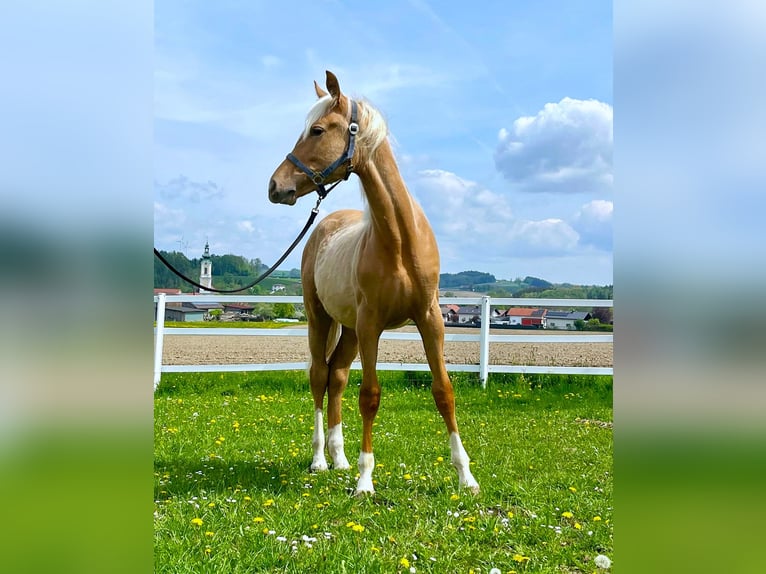 KWPN Hengst 1 Jahr 165 cm Palomino in Zell an der Pram