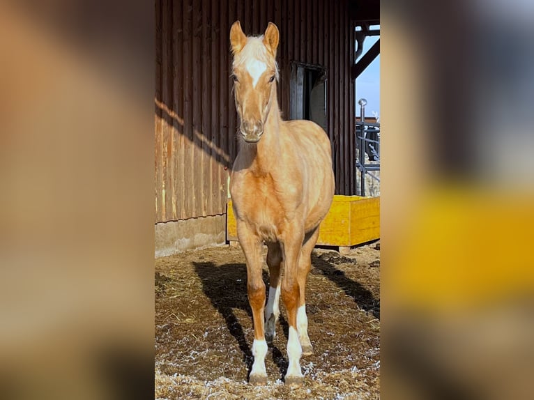 KWPN Hengst 1 Jahr 165 cm Palomino in Zell an der Pram