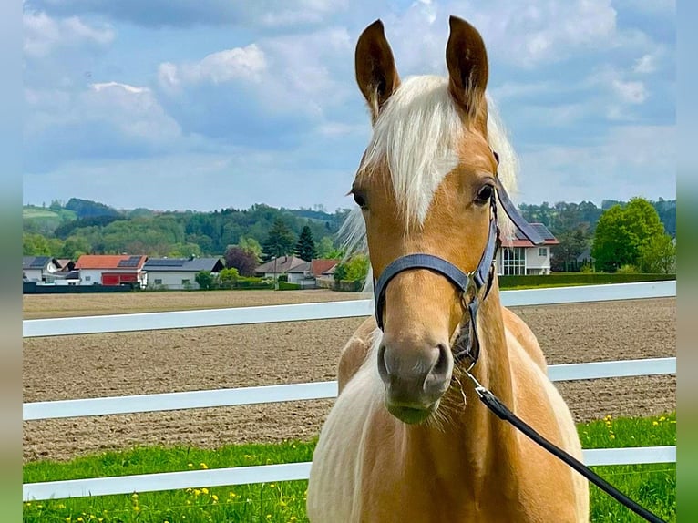 KWPN Hengst 1 Jahr 165 cm Palomino in Zell an der Pram