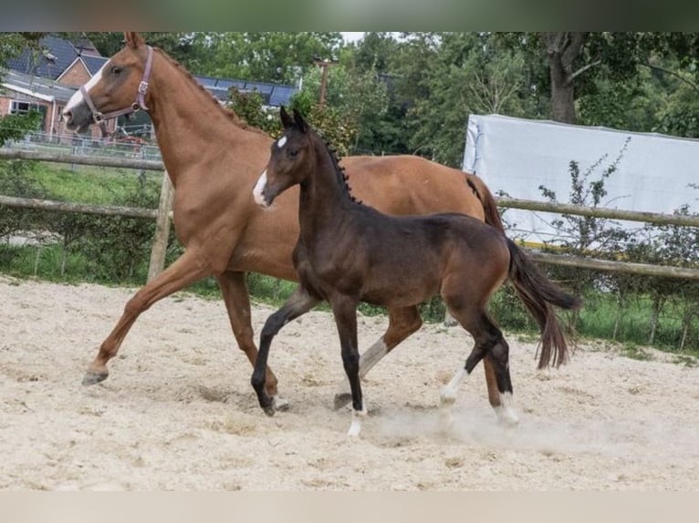 KWPN Hengst 1 Jahr 168 cm Dunkelbrauner in Lutjegast