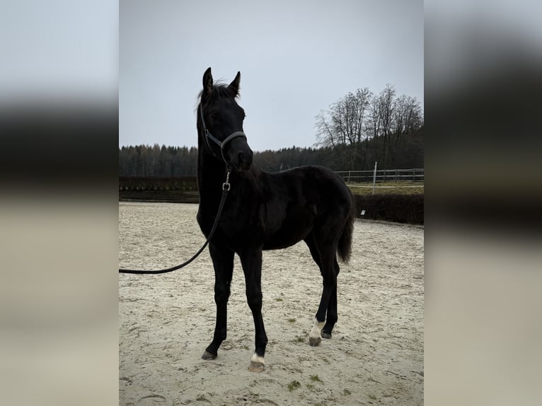 KWPN Hengst 1 Jahr 168 cm Rappe in Zell an der Pram