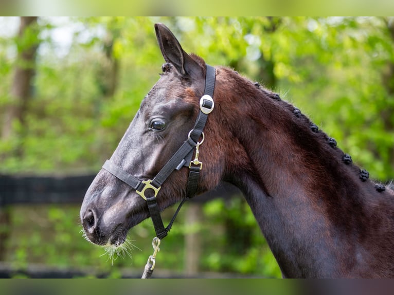 KWPN Hengst 1 Jahr 169 cm Rappe in Ede