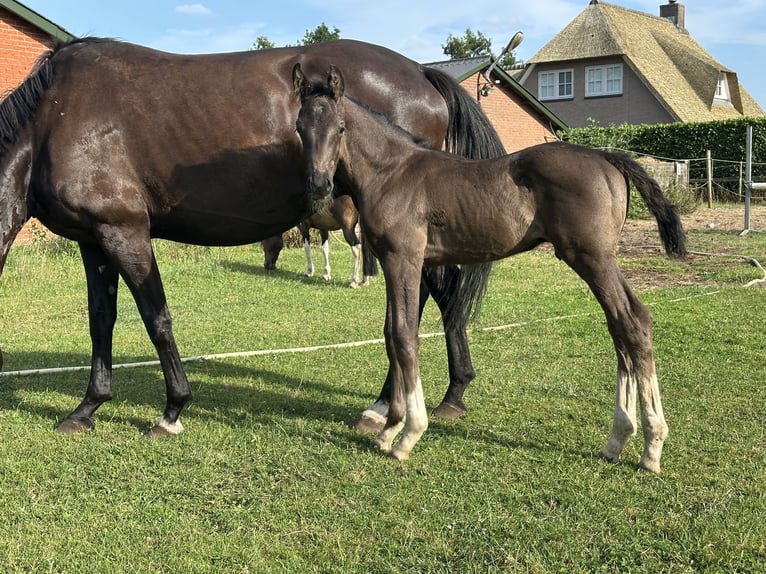 KWPN Hengst 1 Jahr 169 cm Rappe in Ede