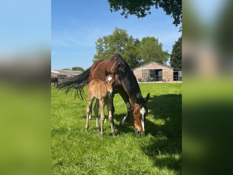 KWPN Hengst 1 Jahr 170 cm Brauner in Maasbree