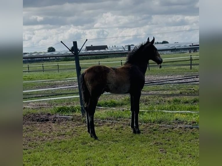 KWPN Hengst 1 Jahr 170 cm Brauner in Maasbree