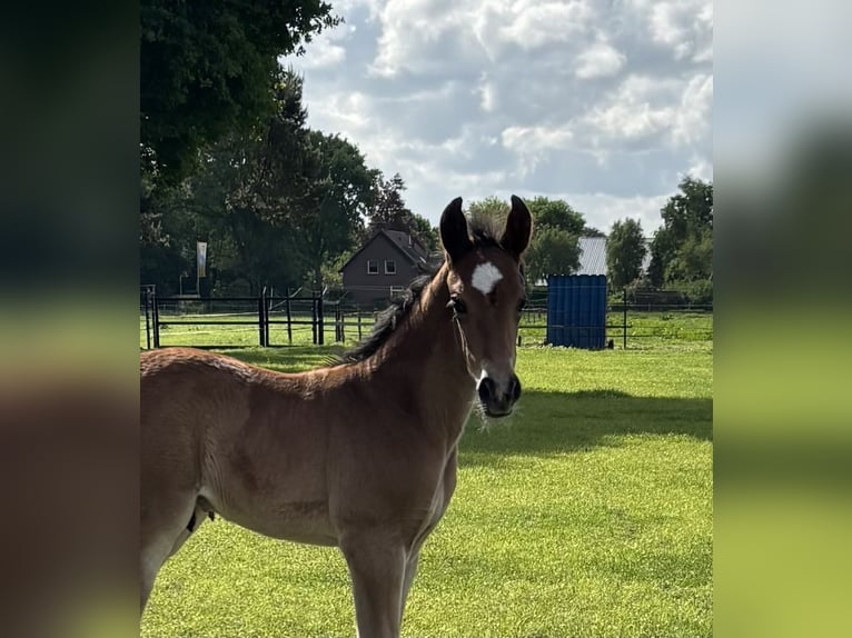 KWPN Hengst 1 Jahr 170 cm Brauner in Maasbree