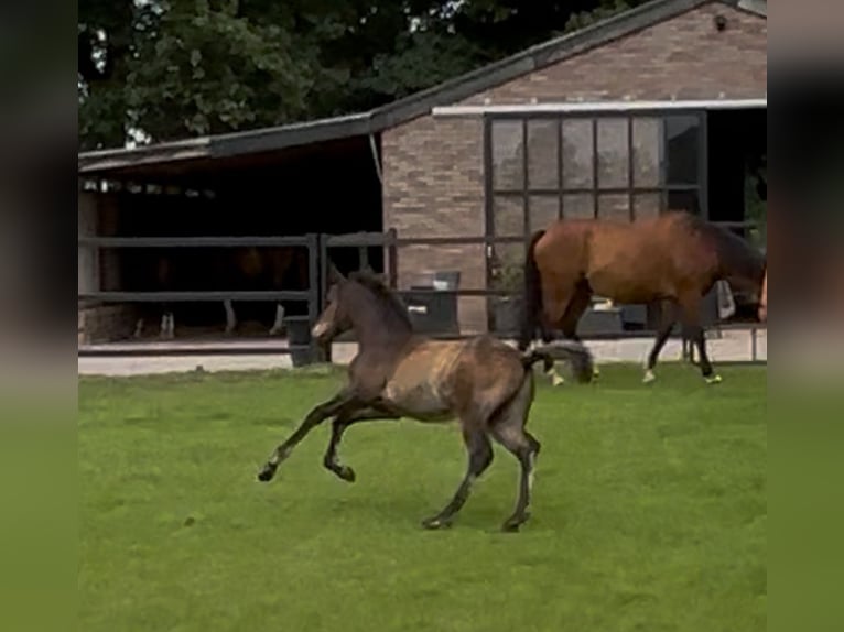 KWPN Hengst 1 Jahr 170 cm Brauner in Maasbree