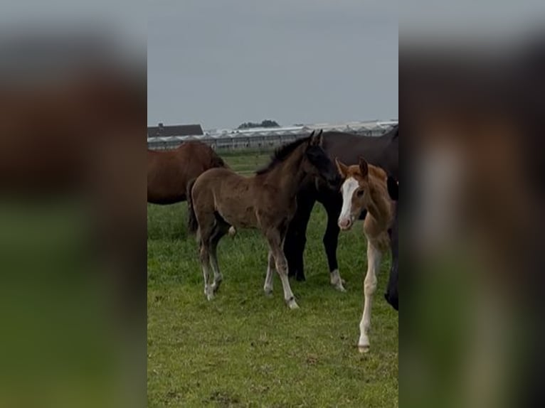 KWPN Hengst 1 Jahr 170 cm  in Maasbree