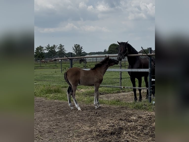 KWPN Hengst 1 Jahr 170 cm  in Maasbree