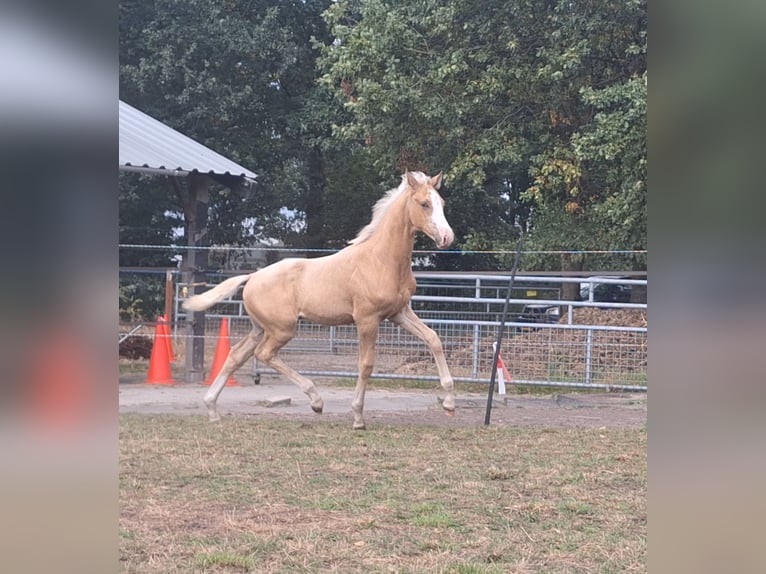 KWPN Hengst 1 Jahr 170 cm Palomino in Klijndijk