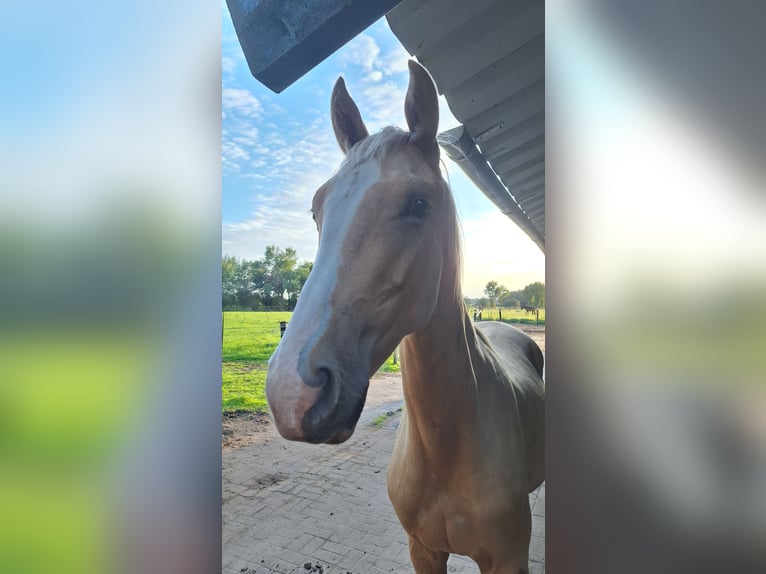 KWPN Hengst 1 Jahr 170 cm Palomino in Klijndijk