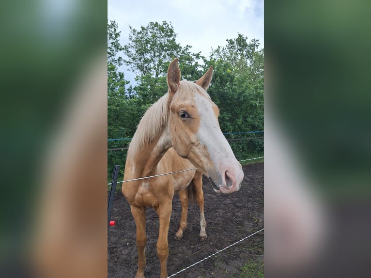 KWPN Hengst 1 Jahr 170 cm Palomino in Klijndijk