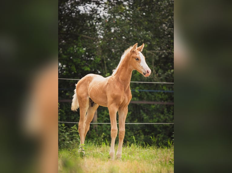KWPN Hengst 1 Jahr 170 cm Palomino in Klijndijk