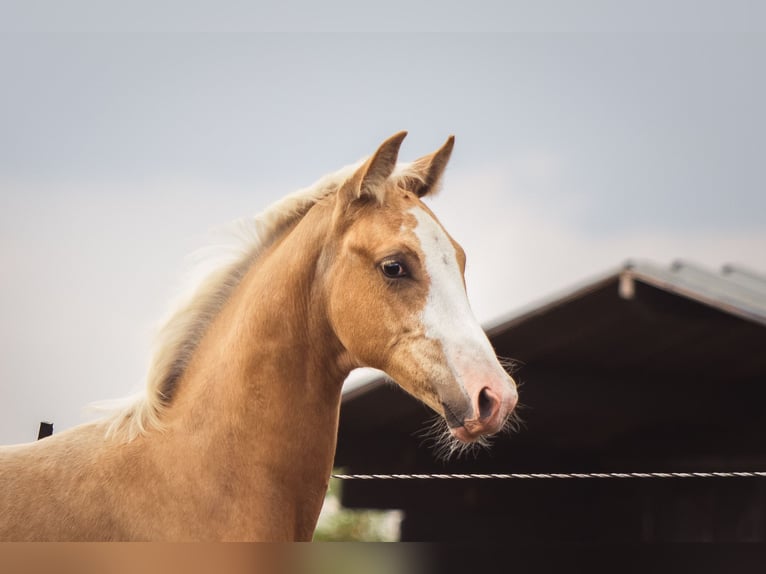 KWPN Hengst 1 Jahr 170 cm Palomino in Klijndijk