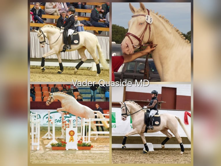 KWPN Hengst 1 Jahr 170 cm Palomino in Klijndijk