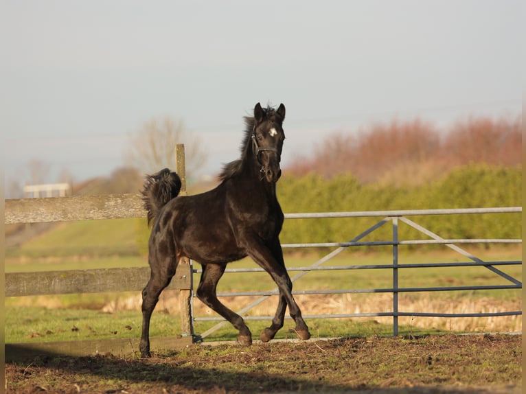 KWPN Hengst 1 Jahr 170 cm Rappe in Hardinxveld-Giessendam